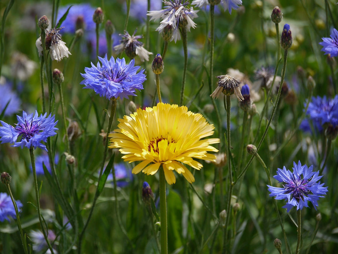 How to dry fresh flowers for resin